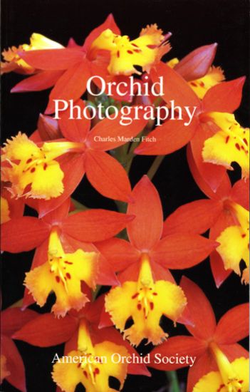 Picture of Orchid Photography