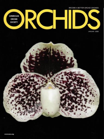 Picture of 2008/01 January ORCHIDS Magazine