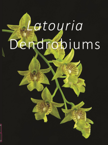 Picture of Latouria Dendrobium Pre sale