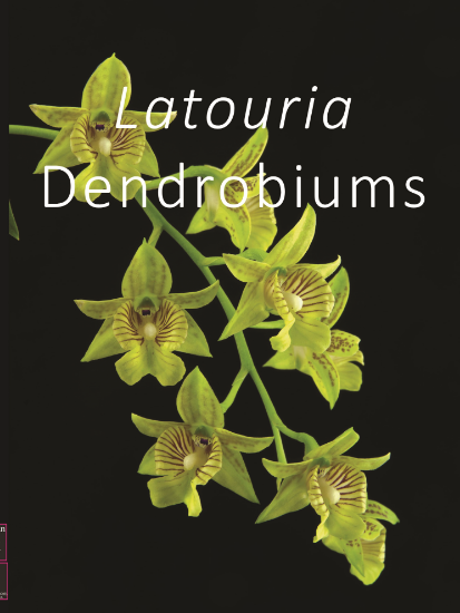 Picture of Latouria Dendrobium (Canada Shipping)