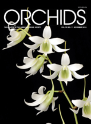 Picture of 2025/11 November ORCHIDS Magazine