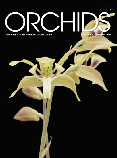 Picture of 2026/02 February ORCHIDS Magazine