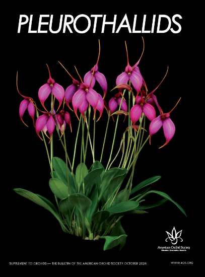 Picture of 2026/10 Pleurothallids Orchids