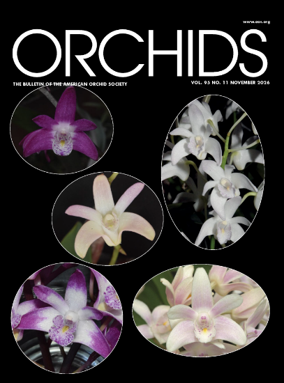 Picture of 2026/11 November ORCHIDS Magazine
